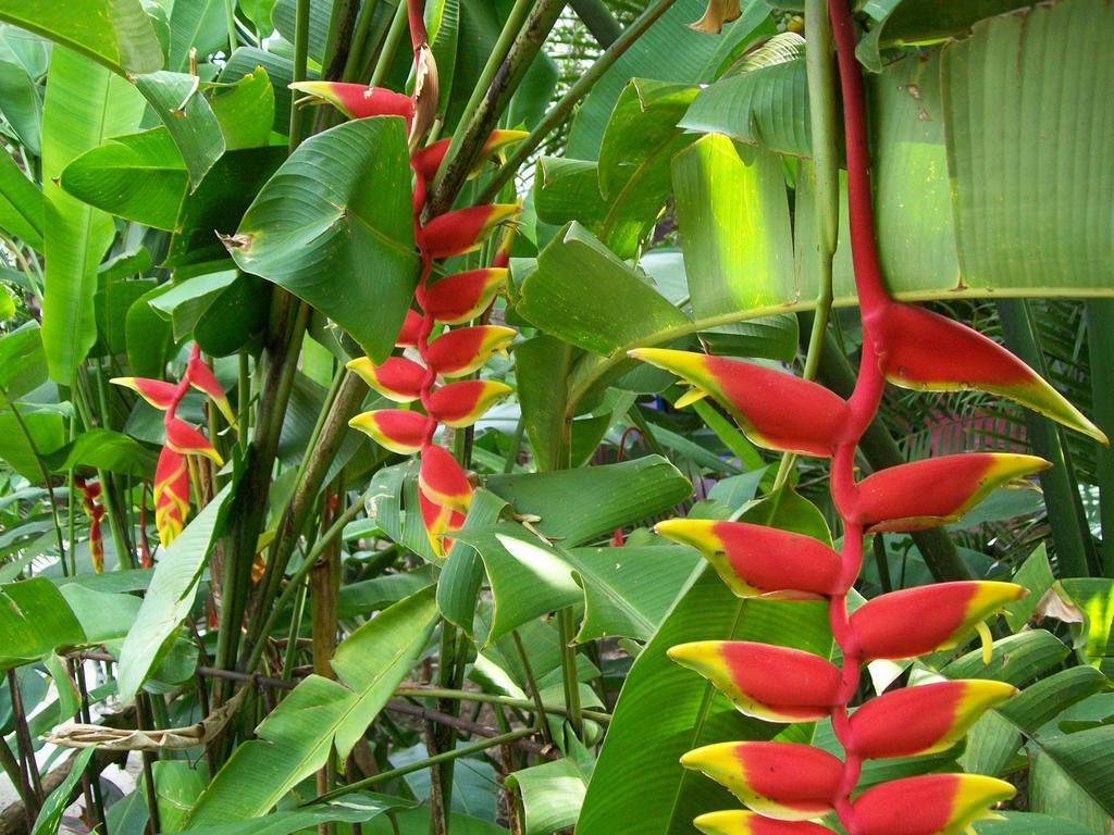 Posada El Jardin Ticul Extérieur photo